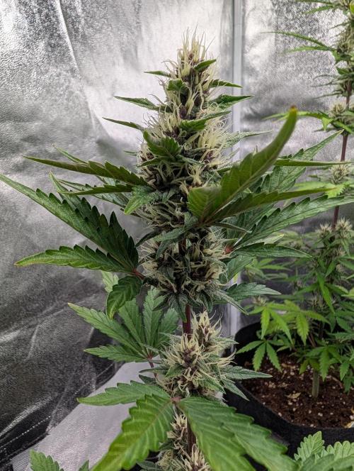 Tester run. Week 6