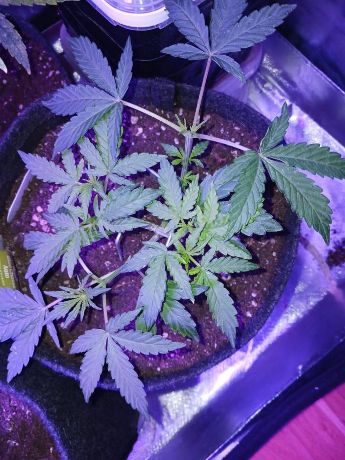 Blue Cheese. Week 3 - 🍃😍