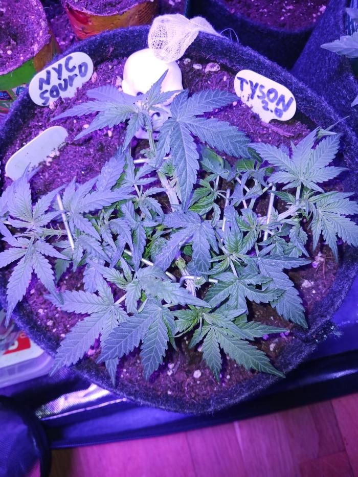 NYC Sour.D Tyson 2.0 Auto👑🥊🥊. Week 5 - 🥊🥊🥊 Train Hard