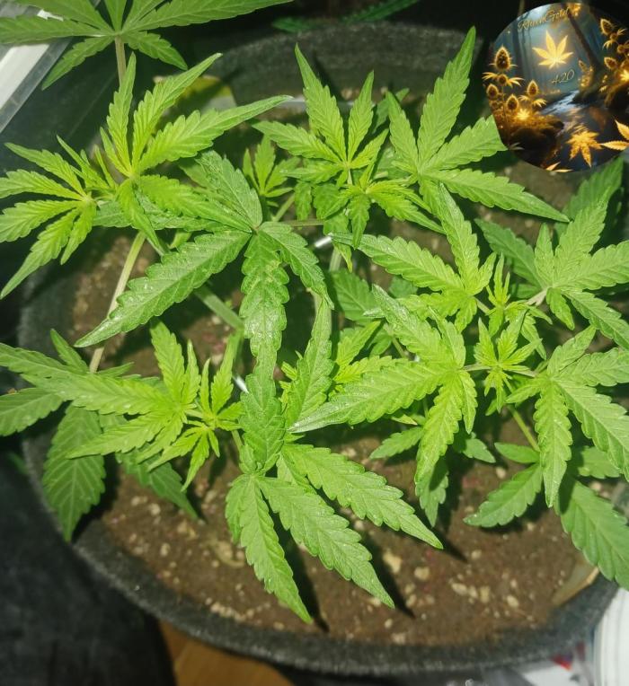 Blue Cheese. Week 4 - Dann mal ab in die Höhe🍃🍃🍃