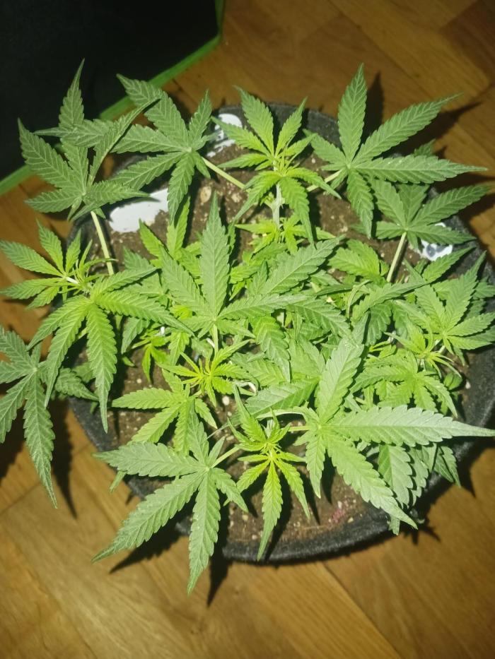NYC Sour.D Tyson 2.0 Auto👑🥊🥊. Week 6 - Ab in die Höhe 🍃🍃🍃
