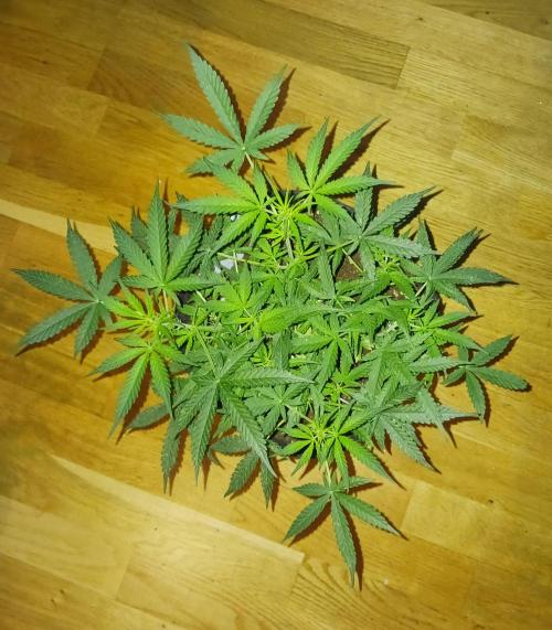 NYC Sour.D Tyson 2.0 Auto👑🥊🥊. Week 7 - 🤩