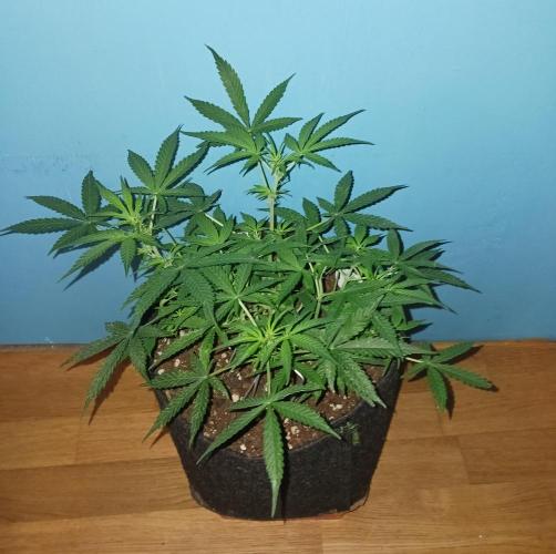 NYC Sour.D Tyson 2.0 Auto👑🥊🥊. Week 7 - 💚