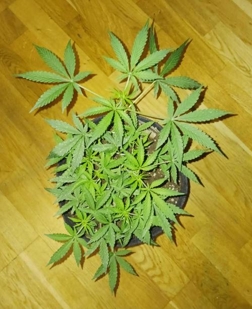 Blue Cheese. Week 5 - 💚