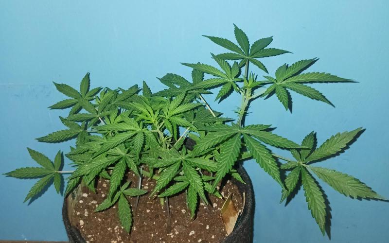 Blue Cheese. Week 5 - 💚