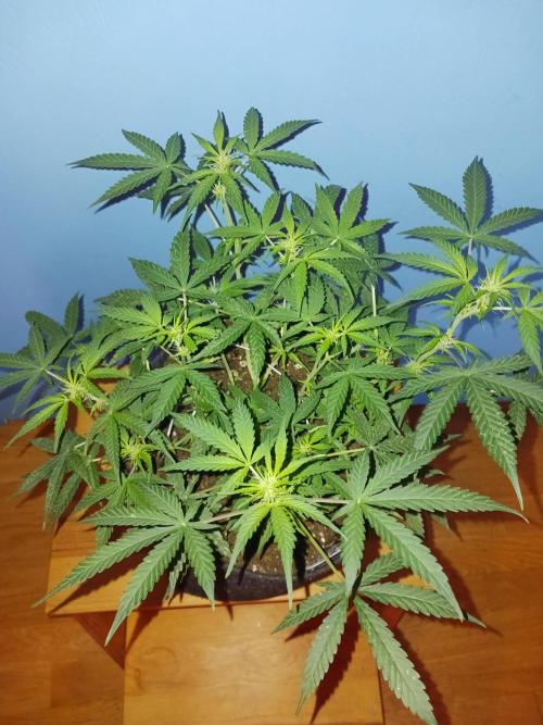 NYC Sour.D Tyson 2.0 Auto👑🥊🥊. Week 8 - 💚