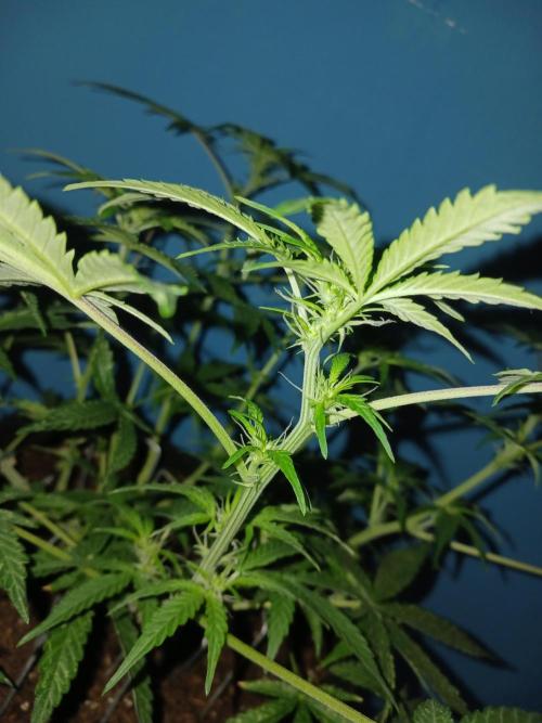 NYC Sour.D Tyson 2.0 Auto👑🥊🥊. Week 8 - 💚