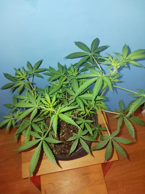 Blue Cheese. Week 6 - 💫