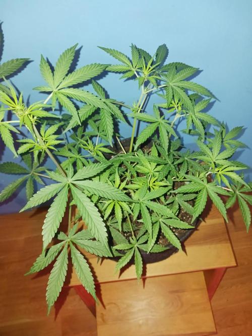 Blue Cheese. Week 6 - 💫