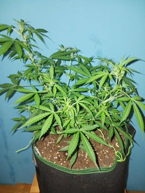 Blue Cheese. Week 7 - Start Blooming