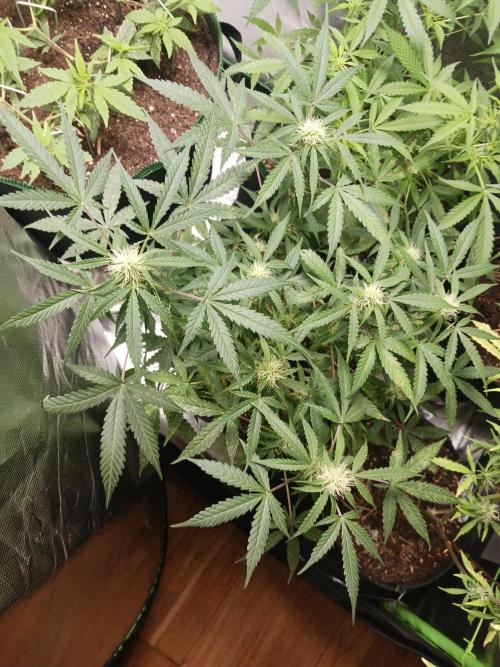 NYC Sour.D Tyson 2.0 Auto👑🥊🥊. Week 9