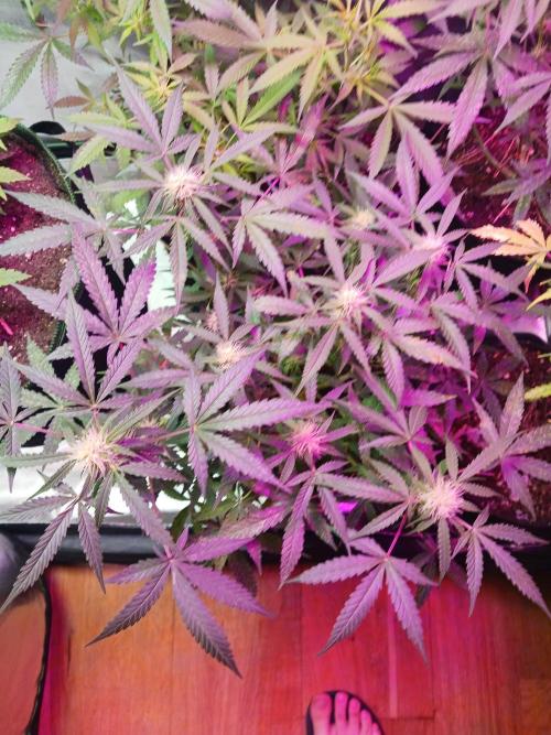 NYC Sour.D Tyson 2.0 Auto👑🥊🥊. Week 9