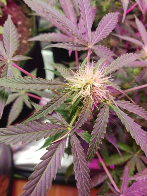 NYC Sour.D Tyson 2.0 Auto👑🥊🥊. Week 9