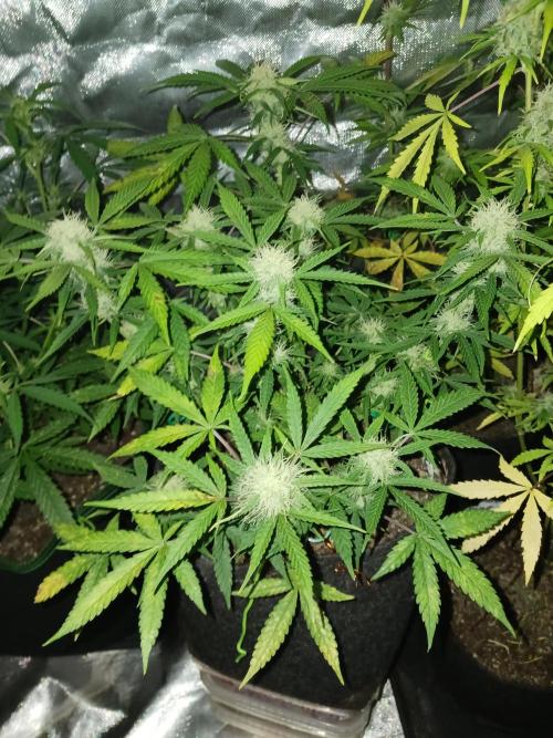 NYC Sour.D Tyson 2.0 Auto👑🥊🥊. Week 10 - Stabile Blüte trotz kleiner Mängel und Krankheiten💚