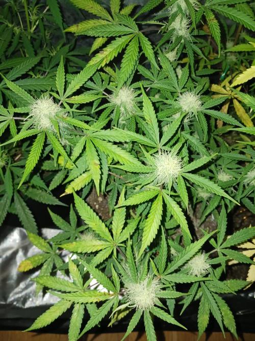 NYC Sour.D Tyson 2.0 Auto👑🥊🥊. Week 10 - 🤩💚🥊