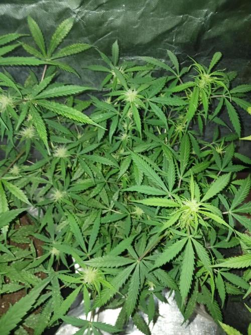 Blue Cheese. Week 8 - 💚💚💚