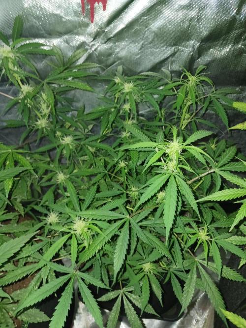 Blue Cheese. Week 8 - 🧀🧀🧀