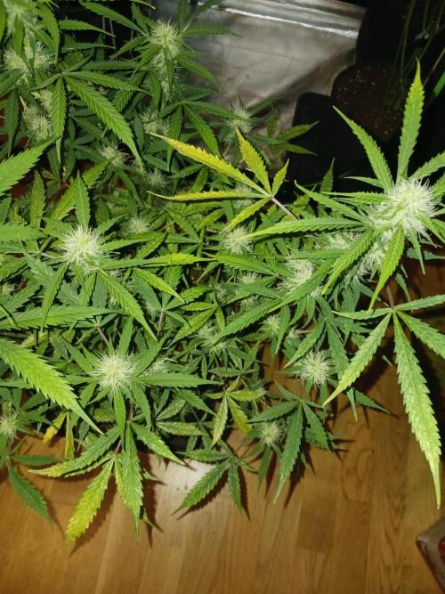 Blue Cheese. Week 9 - 💚