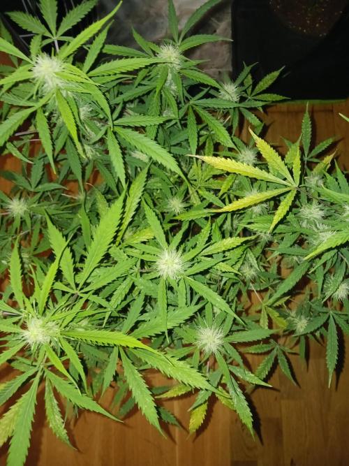 Blue Cheese. Week 9 - 💚