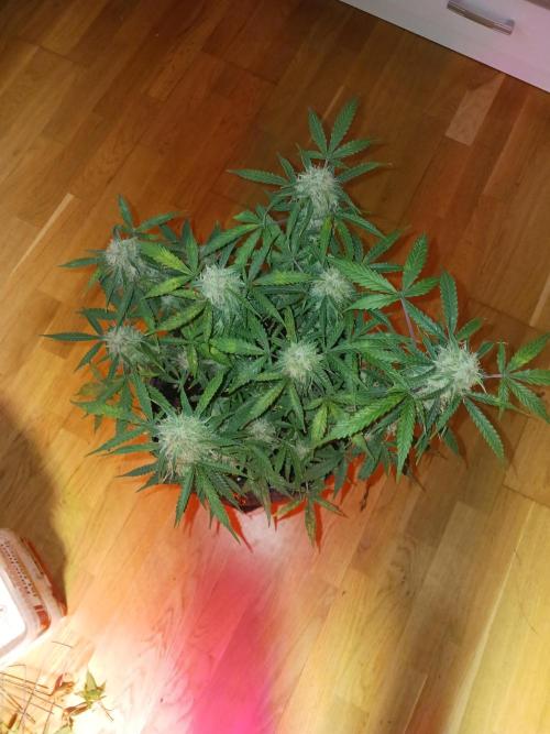 NYC Sour.D Tyson 2.0 Auto👑🥊🥊. Week 11 - 🤩