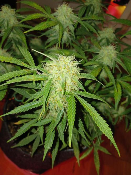 NYC Sour.D Tyson 2.0 Auto👑🥊🥊. Week 11 - 🥦