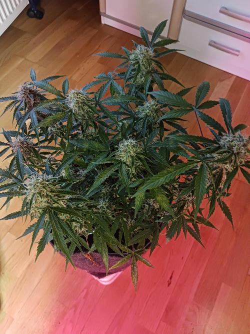 NYC Sour.D Tyson 2.0 Auto👑🥊🥊. Week 11 - 🤩