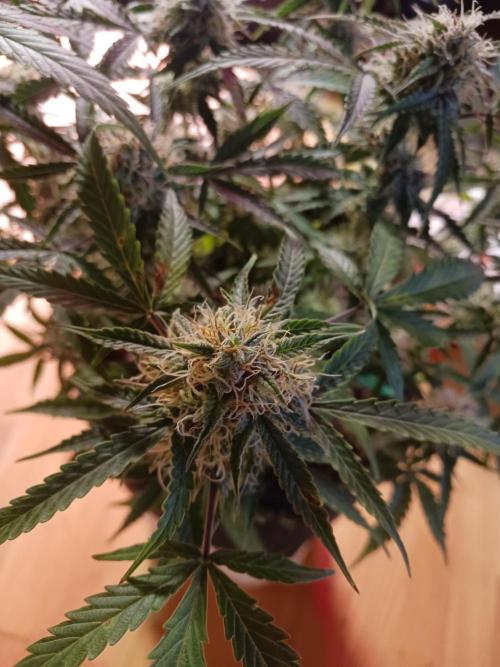 NYC Sour.D Tyson 2.0 Auto👑🥊🥊. Week 11 - 👍