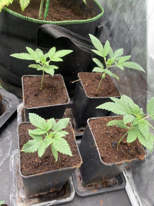 Psy Ops R1 - Ethos genetics. Week 3