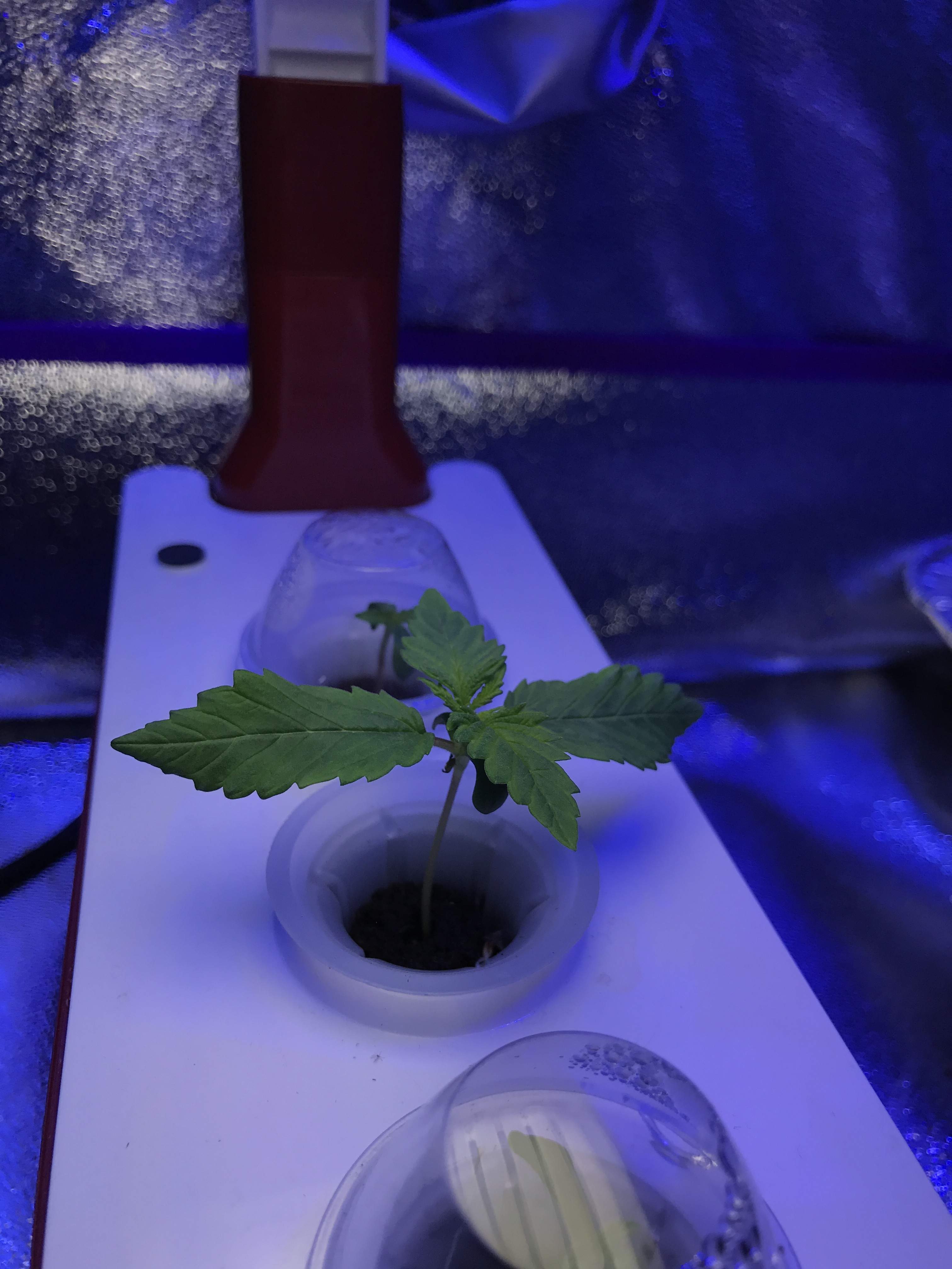 Cherry bomb ap lit image