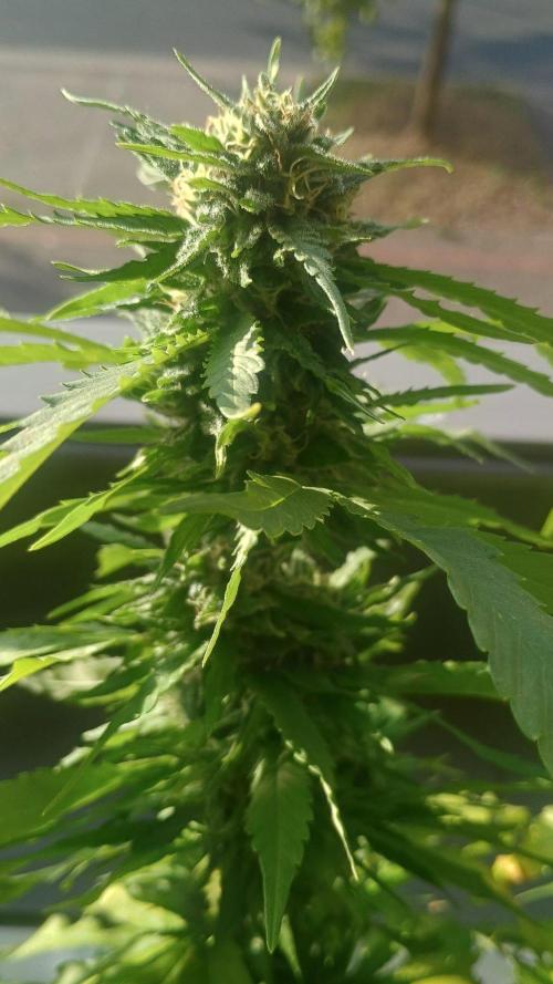 Lemon Cherry Gelato Balcony Grow. Week 8 - Pheno #1 6/10/2026