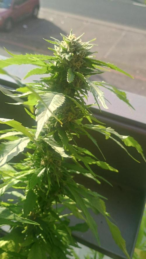 Lemon Cherry Gelato Balcony Grow. Week 8 - Pheno #1 6/10/2026