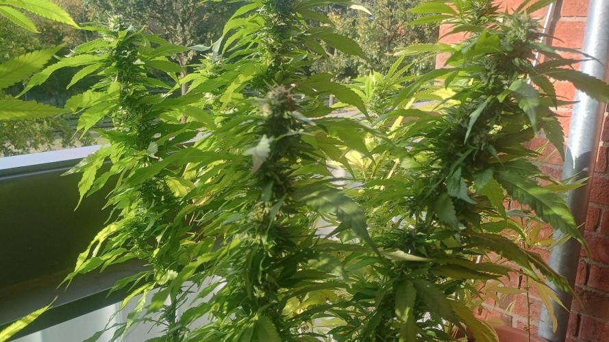 Lemon Cherry Gelato Balcony Grow. Week 8 - Pheno #1 6/10/2026