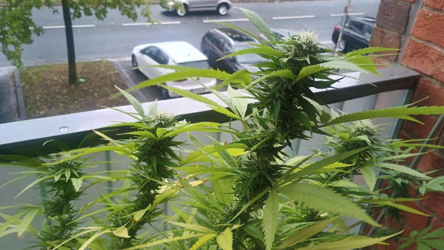 Lemon Cherry Gelato Balcony Grow. Week 9 - Pheno #2 mehr sativa Backup Blüte und äußerlich 8/10/2026