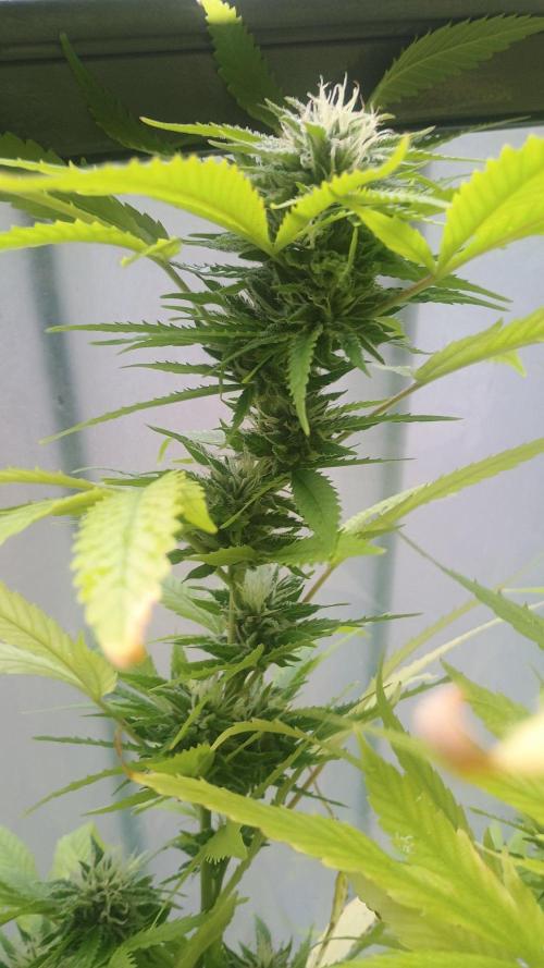 Lemon Cherry Gelato Balcony Grow. Week 9 - Pheno #2 mehr sativa Backup Blüte und äußerlich 8/10/2026