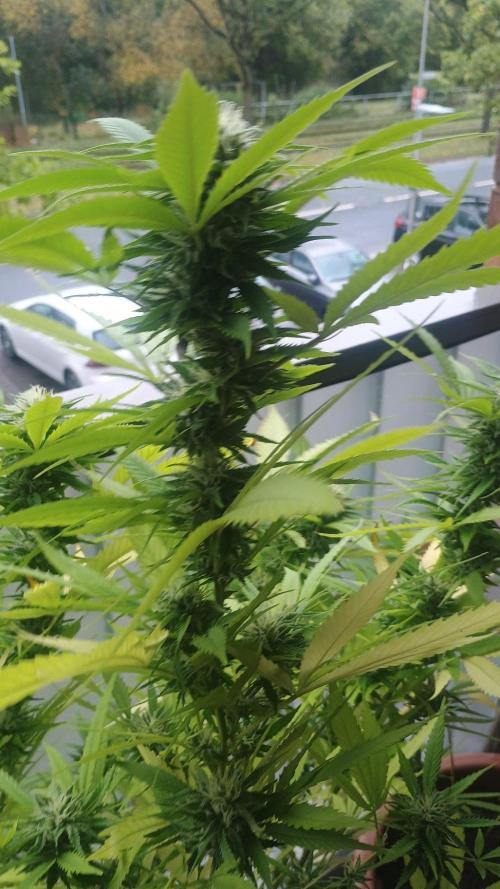 Lemon Cherry Gelato Balcony Grow. Week 9 - Pheno #2 mehr sativa Backup Blüte und äußerlich 8/10/2026