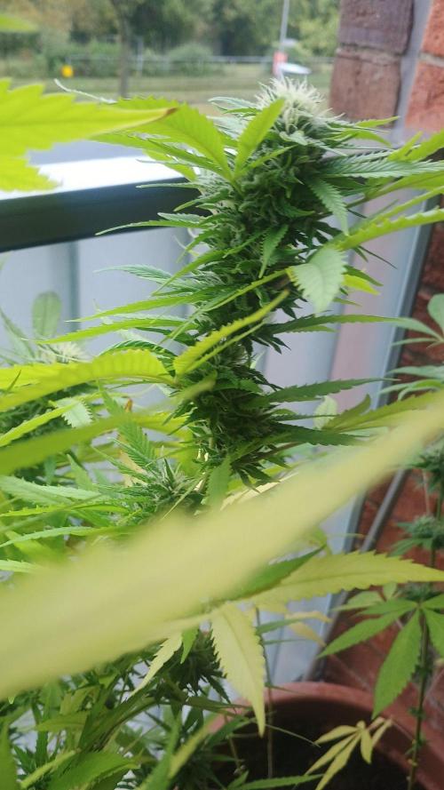 Lemon Cherry Gelato Balcony Grow. Week 9 - Pheno #2 mehr Sativa Backup Blüte und äußerlich 8/10/2026, Blüte Einleitung spät