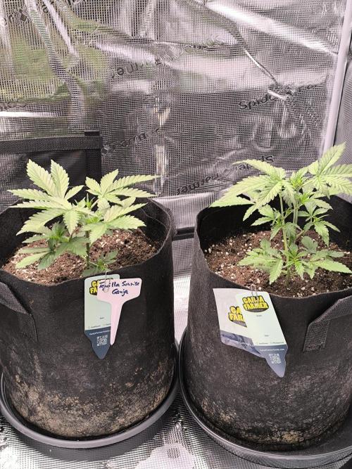 Tequila Sunrise Ganja Farmer. Week 3 - Tequila Sunrise week 3