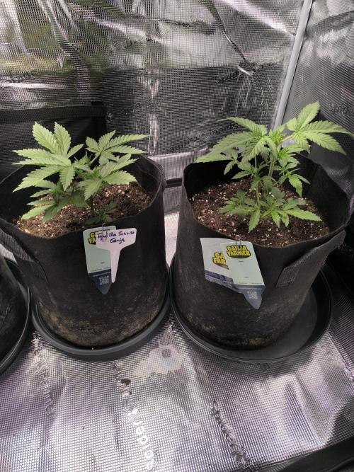 Tequila Sunrise Ganja Farmer. Week 3 - Tequila Sunrise Ganja Farmer 3 weeks 