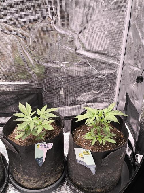 Tequila Sunrise Ganja Farmer. Week 3 - 3. Week 