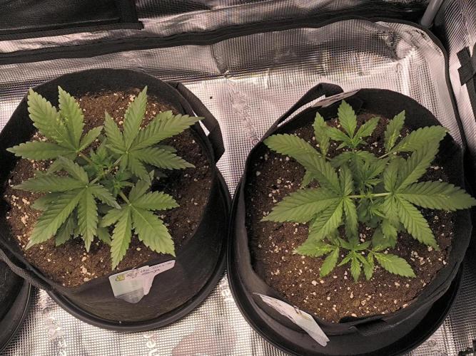 Tequila Sunrise Ganja Farmer. Week 3 - Tequila Sunrise Ganja Farmer 