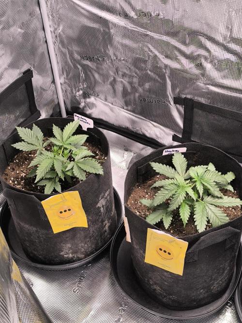 Strawberry Cheesecake Seedsman. Week 3 - Strawberry Cheesecake 3. Week 