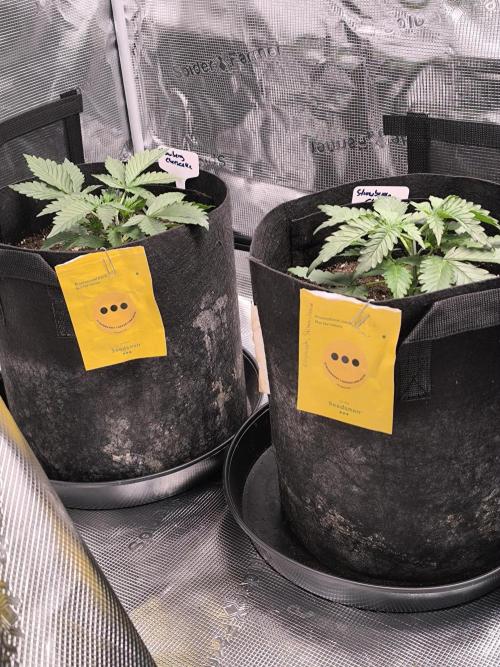 Strawberry Cheesecake Seedsman. Week 3 - Strawberry Cheesecake Seedsman 