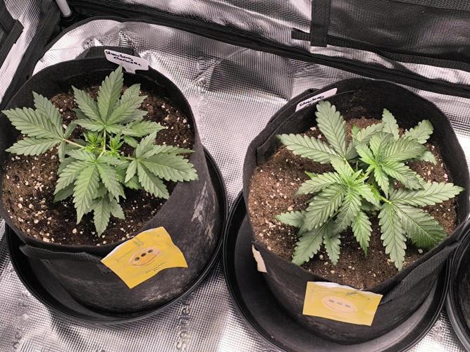 Strawberry Cheesecake Seedsman. Week 3 - Strawberry Cheesecake Seedsman 