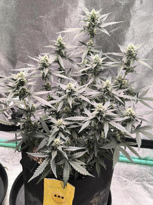 Strawberry Cheesecake Seedsman. Week 2 - Strawberry Cheesecake Auto end of the 2 weeks in flower Topping and LST Was oka