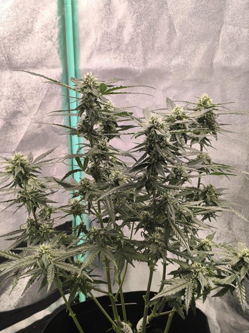Strawberry Cheesecake Seedsman. Week 2 - Topping was good 