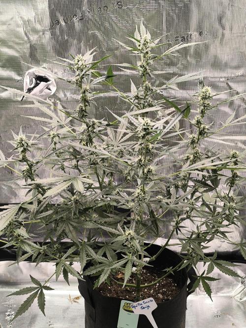 Tequila Sunrise Ganja Farmer. Week 2 - Tequila Sunrise end of flower week 2 Topping was ok..