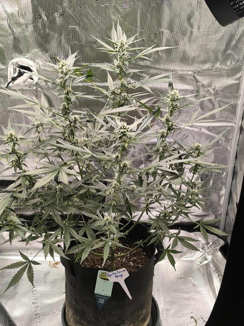 Tequila Sunrise Auto. Week 2