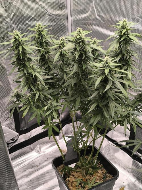Silent Seeds. Week 3 - Moby Dick Auto top...