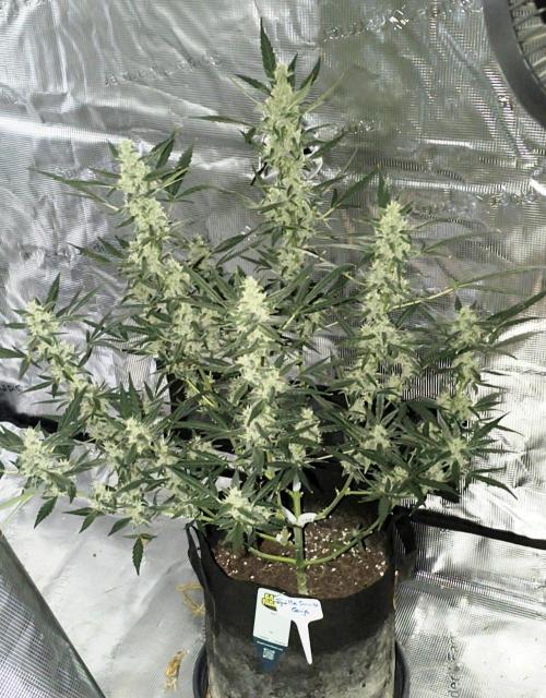 Tequila Sunrise Ganja Farmer. Week 8 - Tequila Sunrise comming soon 