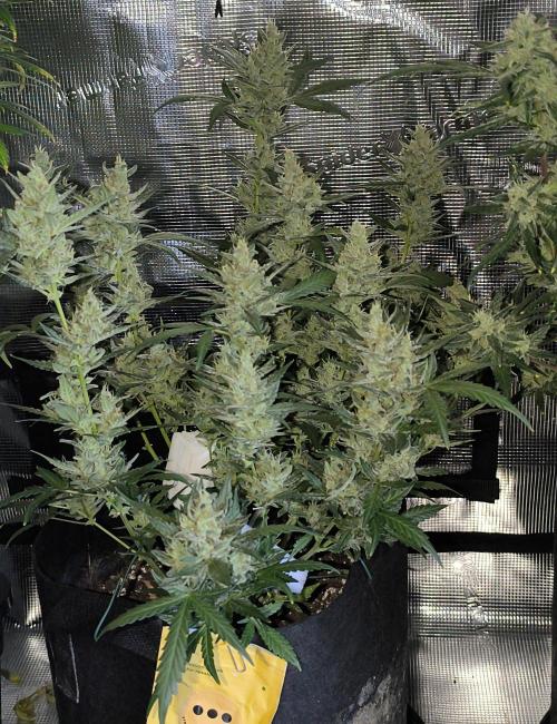 Strawberry Cheesecake Seedsman. Week 9 - sehen sehr gut aus top Genetik 👍